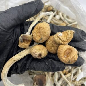TRUMPET  MUSHROOMS